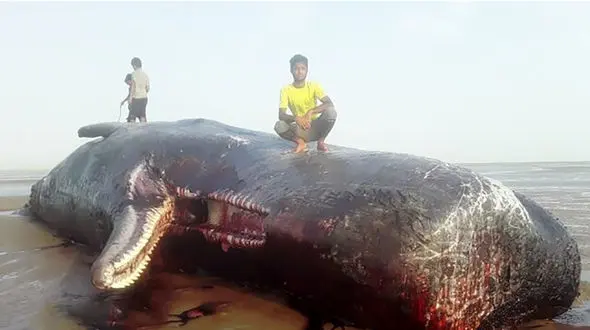 نهنگ در ساحل سیریک هرمزگان به گل نشست