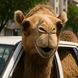 خلاقیت خنده‌دار هموطن رامسری در جابجایی شتر با پراید حماسه‌ای آفرید جهانی/ میگن مغز متفکر چالش نه به وانت ایشون هستن