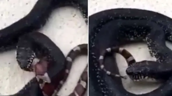 لحظه بلعیدن یک مار بزرگ  توسط افعی + فیلم