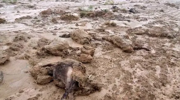 سیل تربت جام جان بیش از 200  گوسفند را گرفت + فیلم و عکس