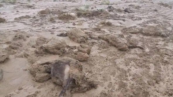 سیل تربت جام جان بیش از 200  گوسفند را گرفت + فیلم و عکس