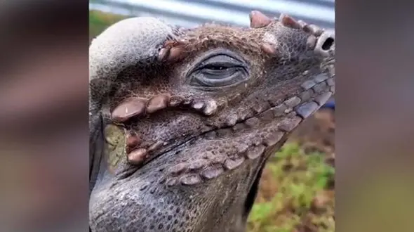 حیوانی که در جنگل نامرئی است و دیده نمی شود + فیلم