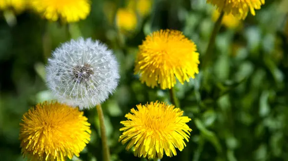 دمنوش ها و گیاهان دارویی سندرم پیش از قاعدگی + فیلم