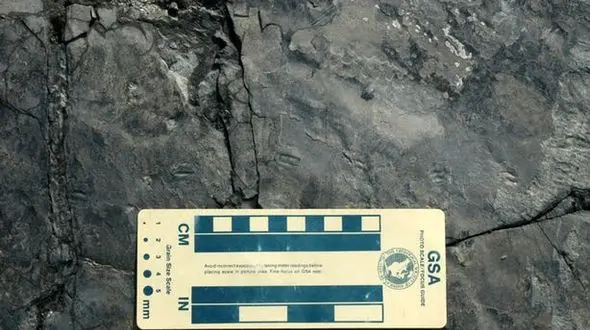 کشف دایناسوری به اندازه یک گنجشک ! + عکس