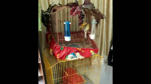 برملا شدن راز سرقت قناری های آژانس های خودرو در شاهرود + عکس 