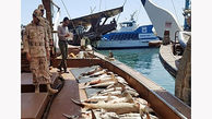 کشف بیش از 8 تن ماهی قاچاق در جزیره بوموسی