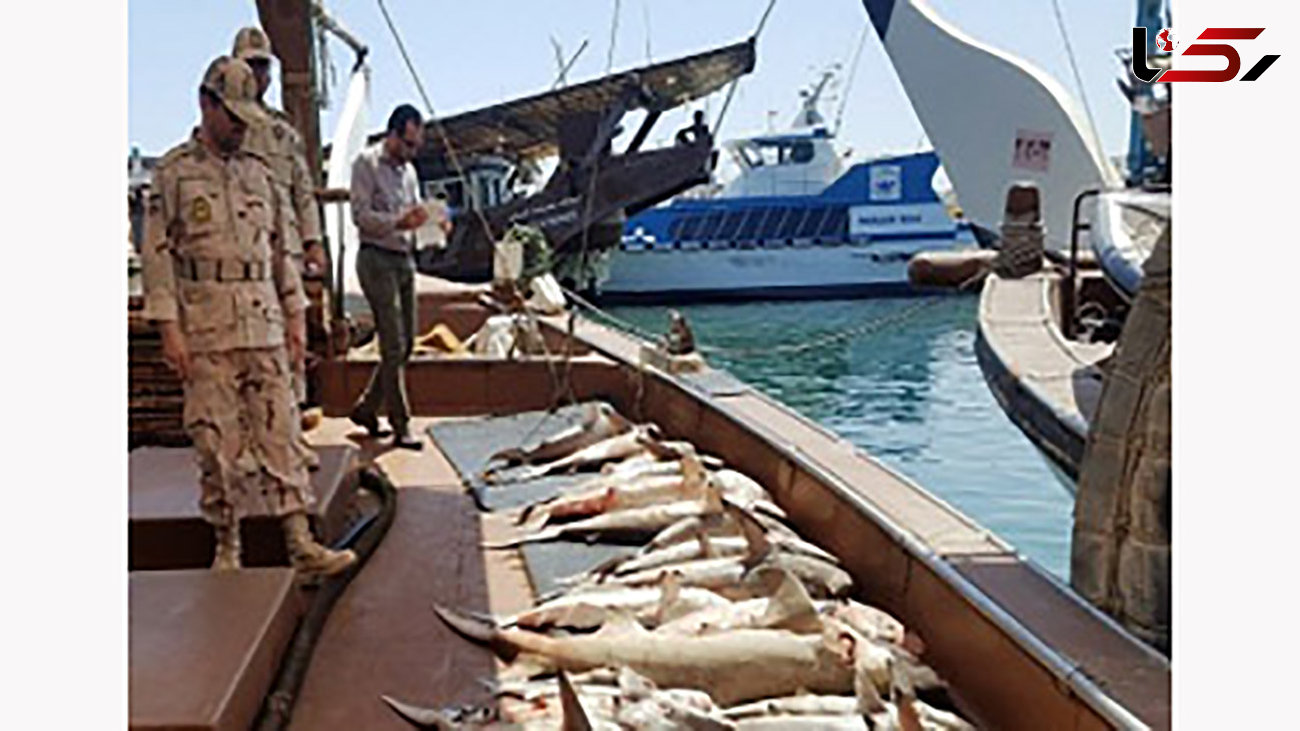 کشف بیش از 8 تن ماهی قاچاق در جزیره بوموسی