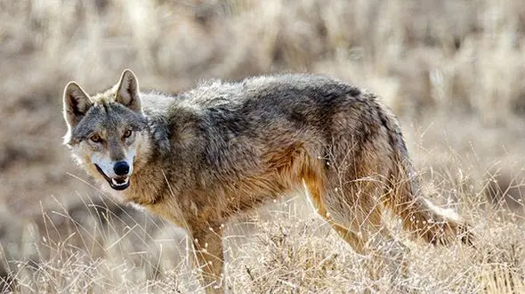 گرگ ها 60 گوسفند را دریدند / در زنجان رخ داد