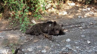 مرگ دردناک خرس مصدوم در گلستان + عکس