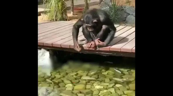 غذارسانی به ماهی ها توسط میمون + فیلم