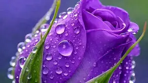 فال ابجد امروز 29 فروردین 1405