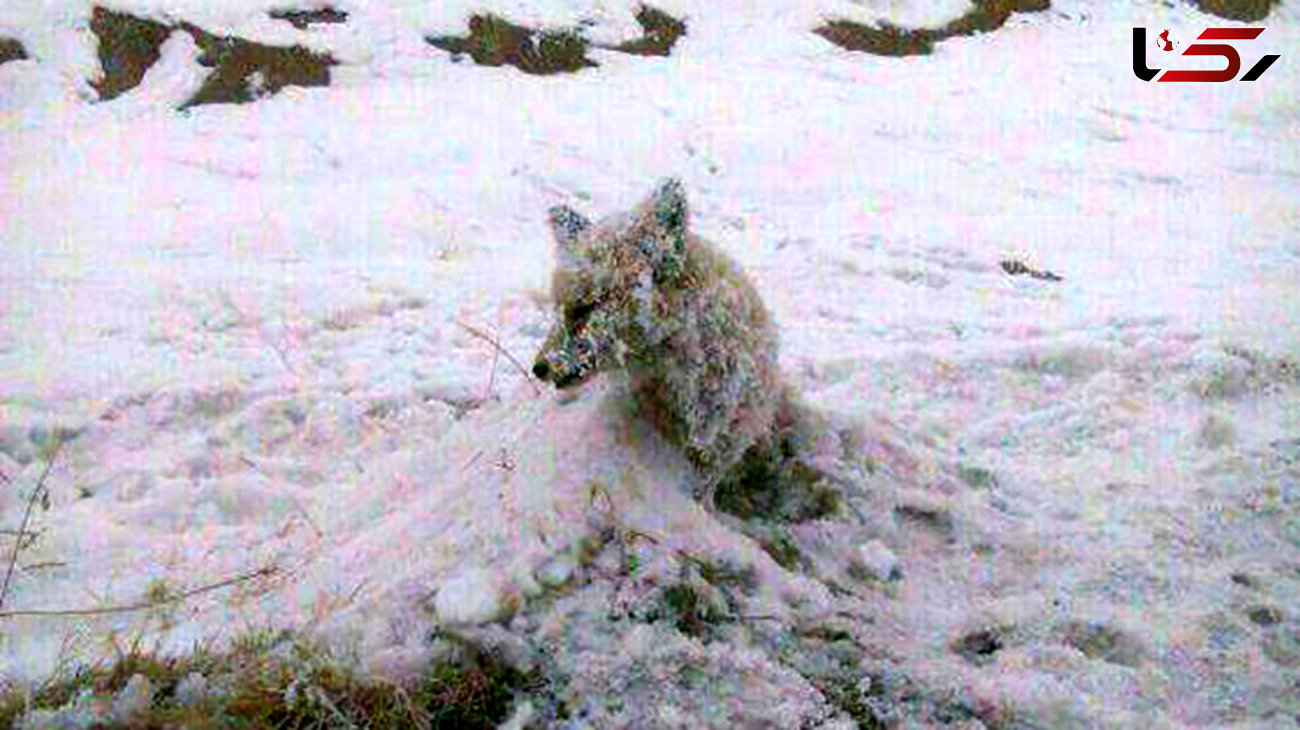عکسی دردناک از یخ زدن یک روباه  