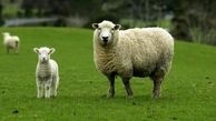 سرقت عجیب یک هزار 400 گوسفند در یک شب