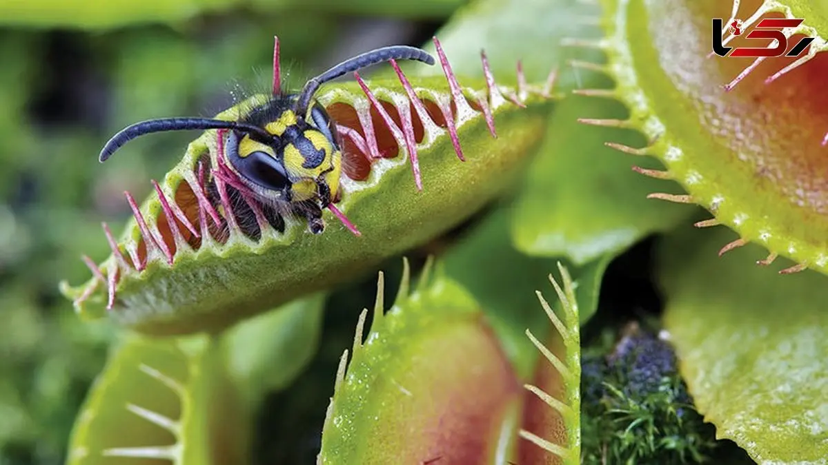 فیلم گیاه گوشت خوار درحال شکار