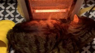 فیلم لحظه سوختن گربه کنار بخاری/ از سرما یخ زده بود
