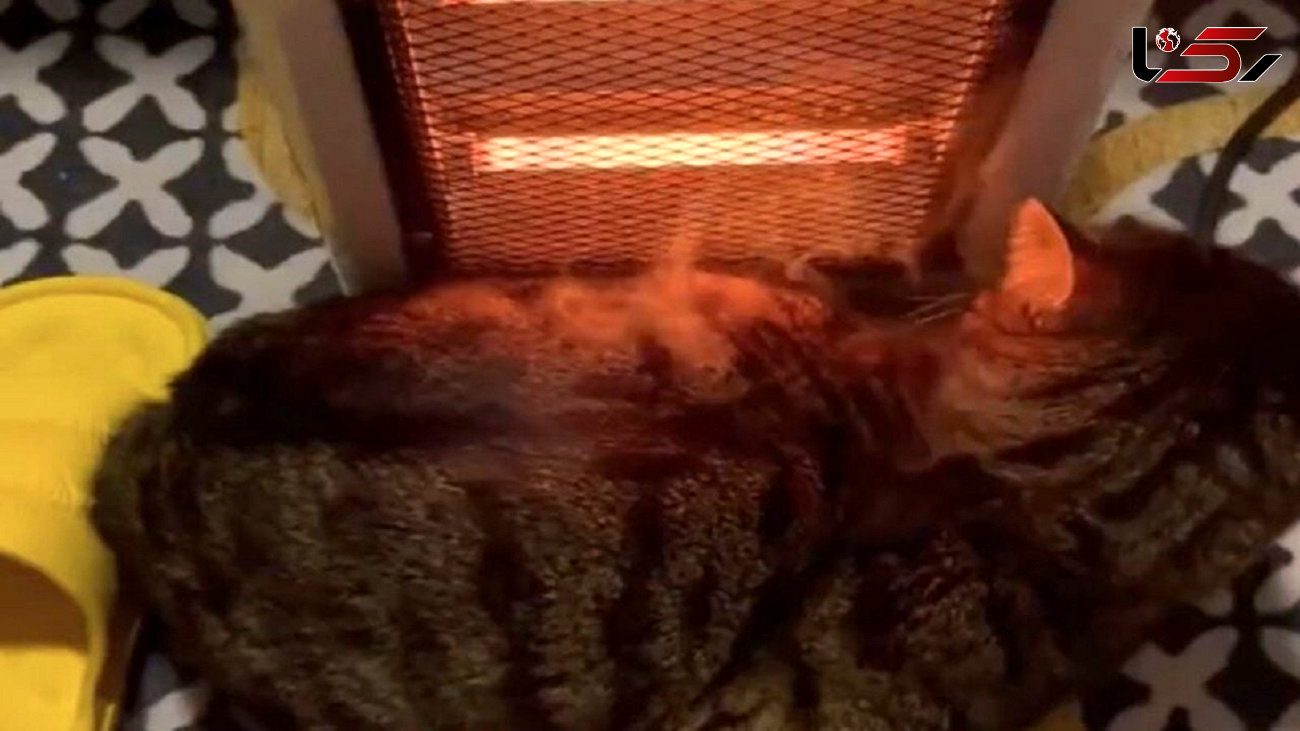 فیلم لحظه سوختن گربه کنار بخاری/ از سرما یخ زده بود
