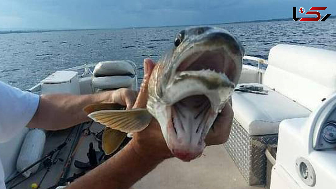 عکس / شکار عجیب ترین ماهی دنیا