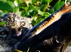 فیلم شکار تمساح توسط پلنگ در طبیعت