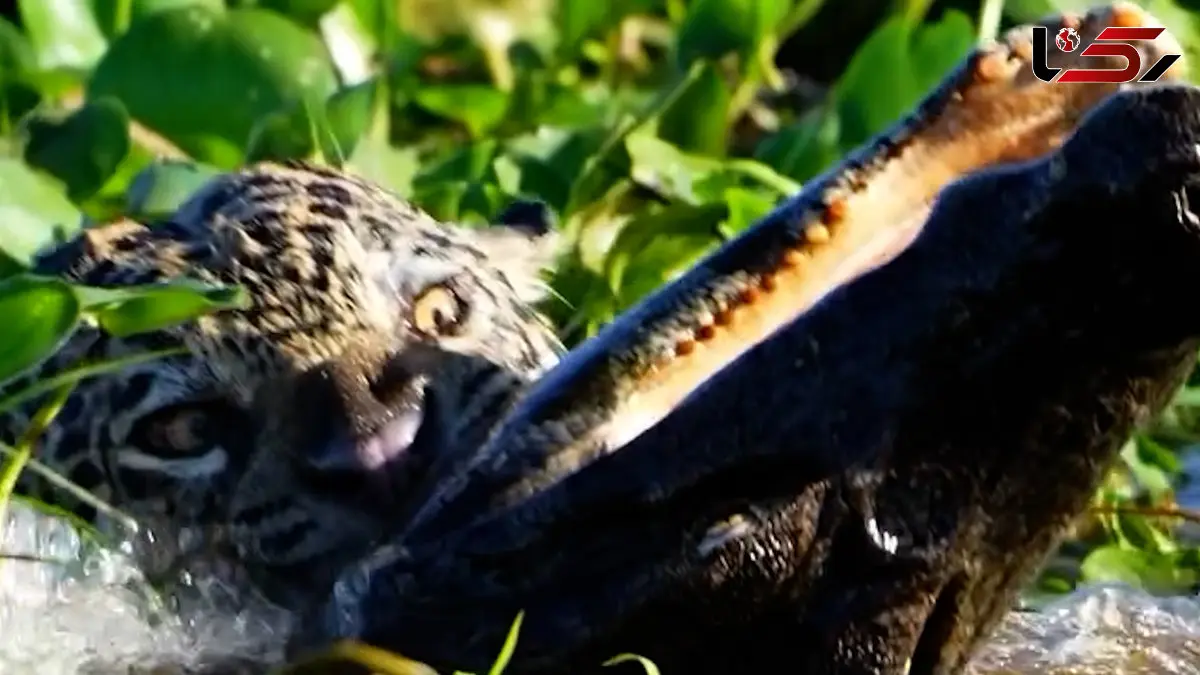 فیلم شکار تمساح توسط پلنگ در طبیعت