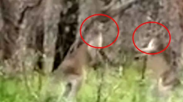 جدال سخت 2 کانگورو + فیلم 