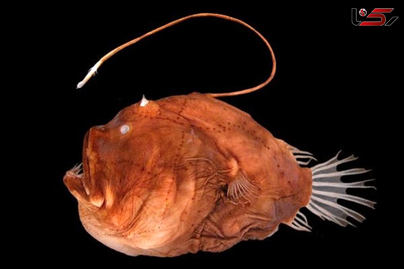 راز نورافشانی ماهی های نورانی کشف شد
