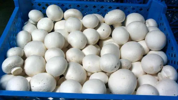 افزایش 3 برابری قیمت قارچ در بازار