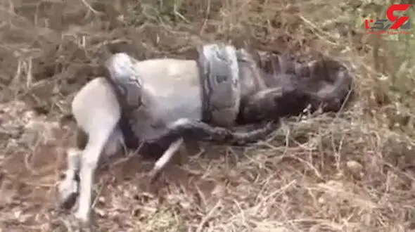 فیلم وحشتناک از بلعیده شدن گاو توسط مار 