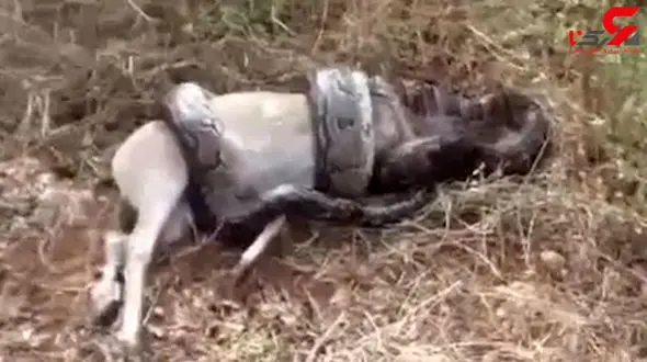 فیلم وحشتناک از بلعیده شدن گاو توسط مار 