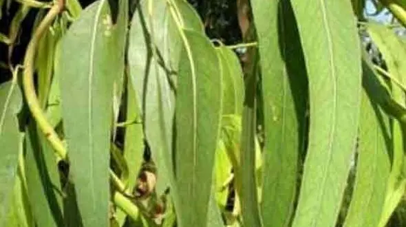 این گیاه تنها گیاهی است که طلا دارد! +عکس