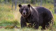 فیلمی ترسناک از حمله خرس‌ها به چادر کوهنوردان در سبلان 