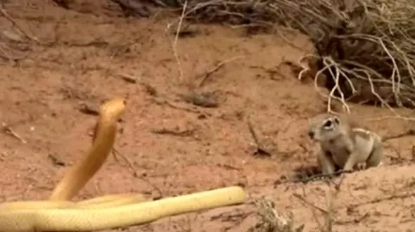 مبارزه فداکارانه سنجاب مادر با مار کبرای غول پیکر