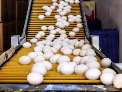 قیمت تخم‌ مرغ در آستانه نیم‌ میلیون تومانی / صبحانه هم لاکچری شد