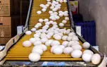 قیمت تخم‌ مرغ در آستانه نیم‌ میلیون تومانی / صبحانه هم لاکچری شد