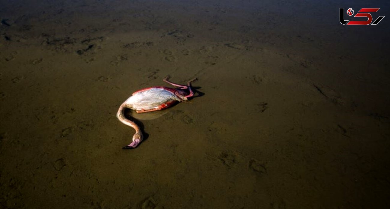 بزرگترین خلیج دریای خزر در حال مرگ