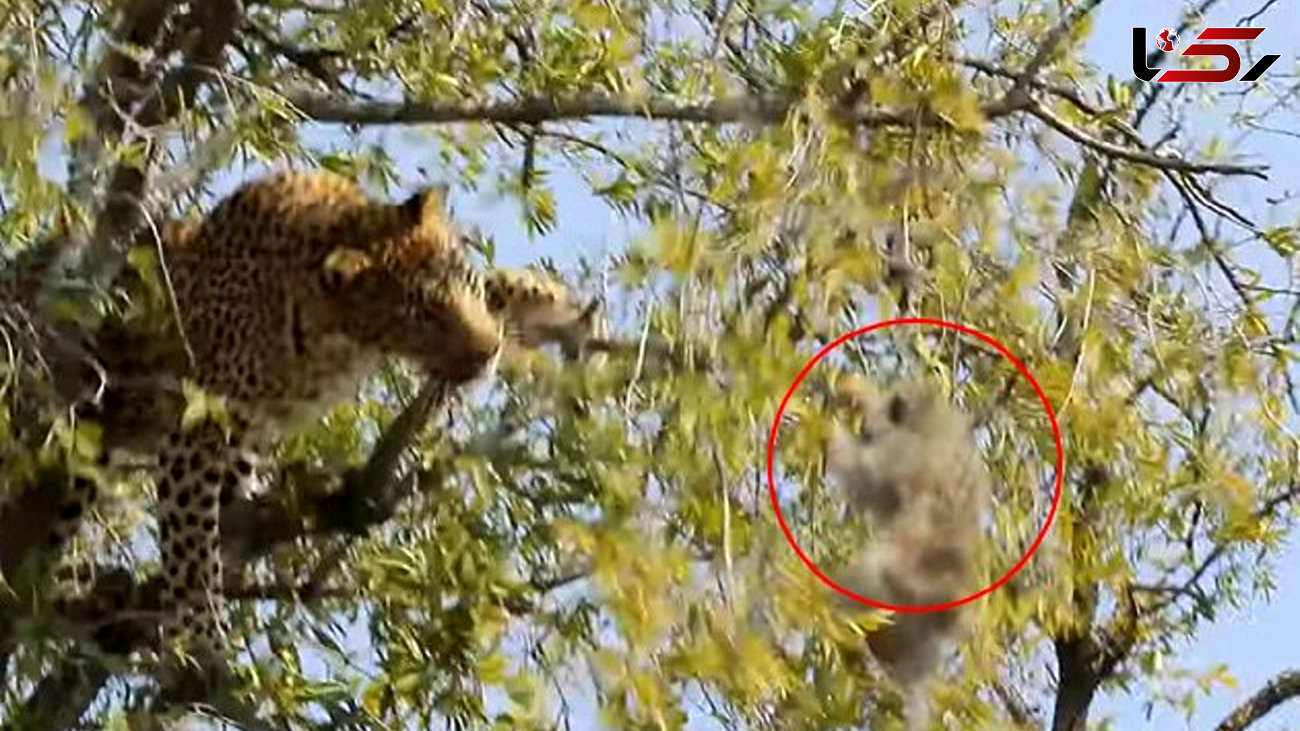 شگرد جالب پلنگ برای شکار میمون روی درخت!