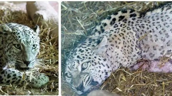 بازگشت پلنگ با دست قطع شده با تله آهنی به طبیعت + فیلم