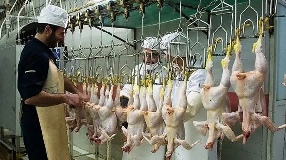 فعالیت کشتارگاه مرغ ایلام پس از 10 ماه از سر گرفته شد