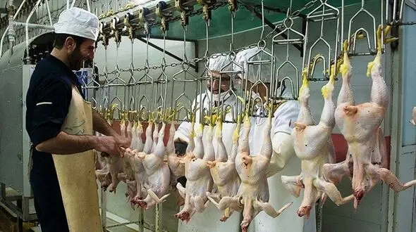 فعالیت کشتارگاه مرغ ایلام پس از 10 ماه از سر گرفته شد