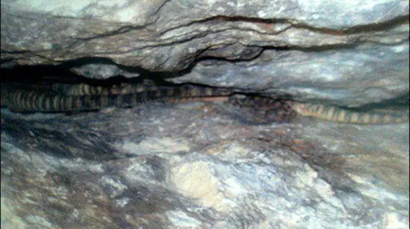 ماجرای سوسماری عجیب در روستایی از  همدان + عکس ها