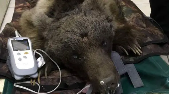 شلیک تیرخلاص به جمجمه  خرس ایرانی در ماسال + عکس ها