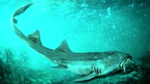 کوسه های سفید عمر انسان را طولانی تر می کنند