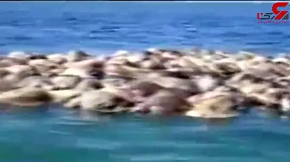 مرگ وحشتناک 300 لاک پشت در دریا + فیلم