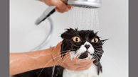 چرا گربه ها از آب بیزارند!