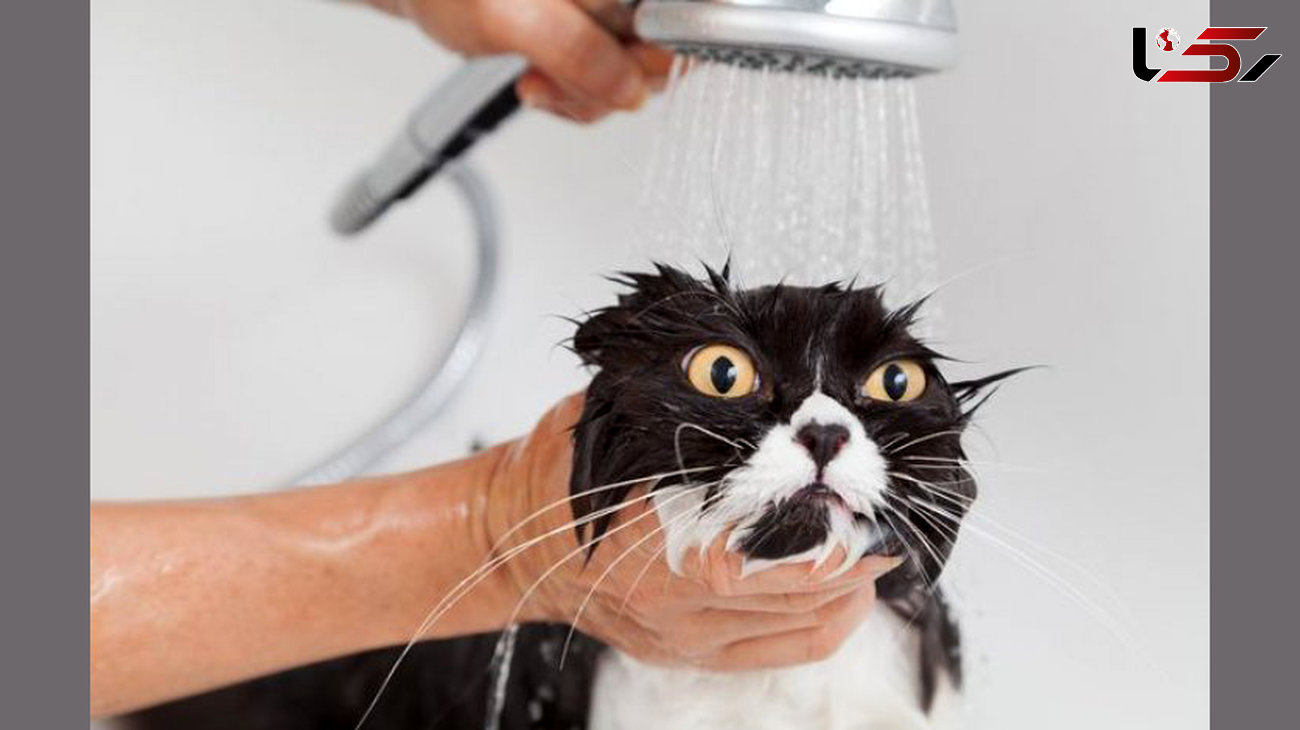 چرا گربه ها از آب بیزارند!