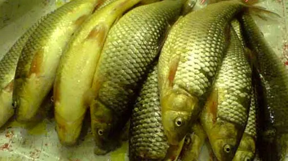 قیمت قزل آلای رنگین کمان در میادین میوه و تره بار