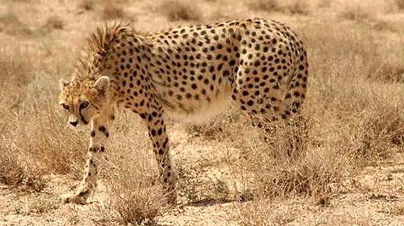 4 شکارچی یوزپلنگ "ایران" فقط 5 میلیون تومان جریمه شدند !