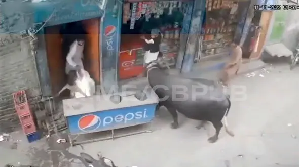 فیلم  حمله ترسناک یک گاو به 2 کودک ! / آنها را لت و پار کرد !