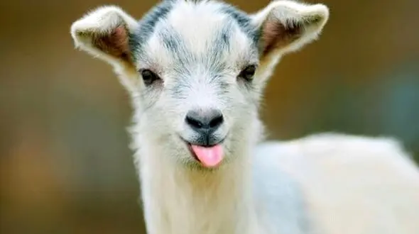 حرکت عجیب و خنده‌دار چند بز در هنگام ورود به پناهگاه؛ تکل از پشت!