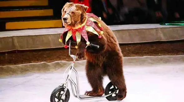 فیلم لحظه حمله خرس به زن باردار  + فیلم