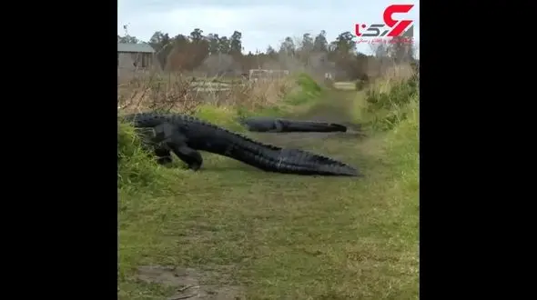 فیلم وحشت مردم با دیدن این جانور غول پیکر